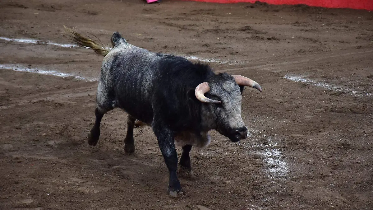 Toros, tauromaquia